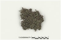 藏品(淺刻地錢)的圖片